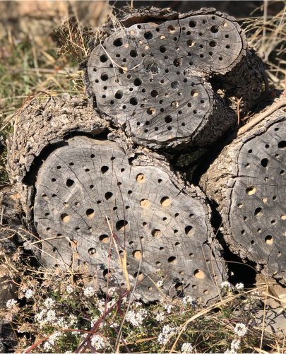 Troncos agujereados que sirven como hotel para insectos en el huerto de Disfruta & Verdura.