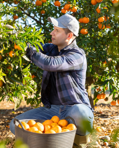 Joven con discapacidad trabajando en un huerto, recogiendo naranjas.